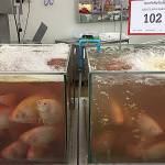 Цены в Макро-фуд на овощи, фрукты, мясо, рыбу, морепродукты.