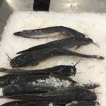 Цены в Макро-фуд на овощи, фрукты, мясо, рыбу, морепродукты.
