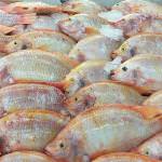 Цены в Макро-фуд на овощи, фрукты, мясо, рыбу, морепродукты.
